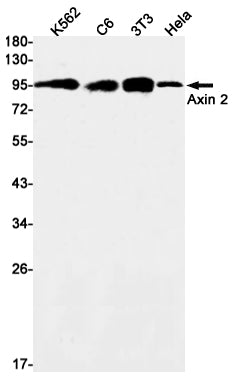 Anti-Axin 2 Rabbit Monoclonal Antibody