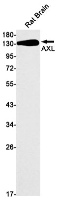 Anti-AXL Rabbit Monoclonal Antibody