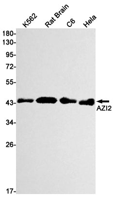 Anti-AZI2 Rabbit Monoclonal Antibody