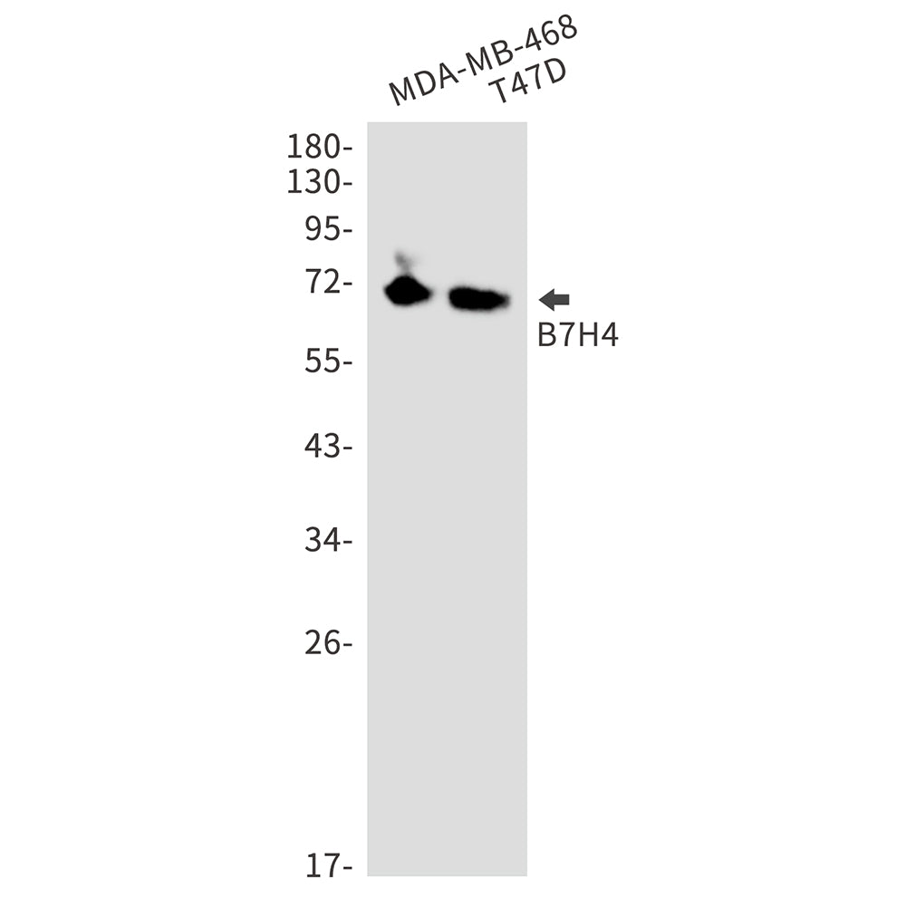 Anti-B7H4 Rabbit Monoclonal Antibody