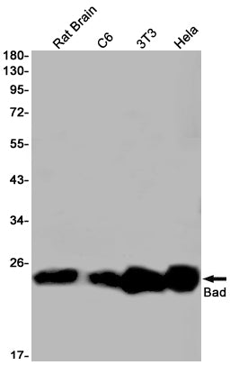 Anti-Bad Rabbit Monoclonal Antibody