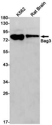 Anti-BAG3 Rabbit Monoclonal Antibody