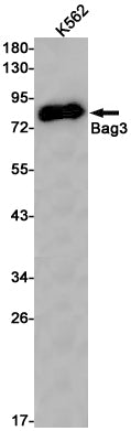 Anti-BAG3 Rabbit Monoclonal Antibody