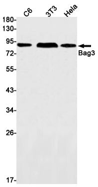 Anti-BAG3 Rabbit Monoclonal Antibody