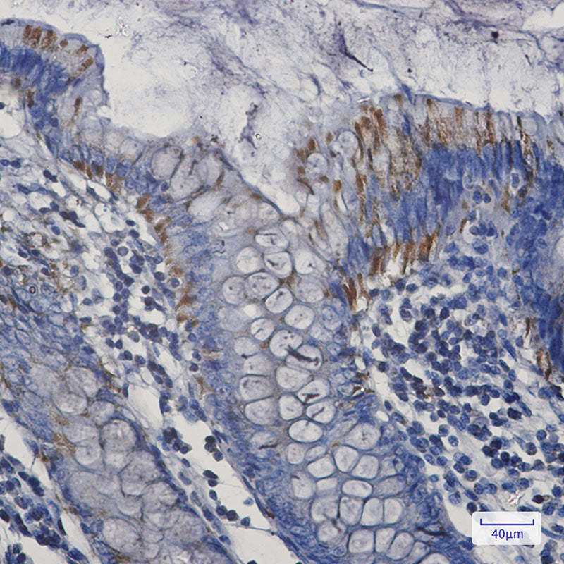 Anti-Bak Rabbit Monoclonal Antibody
