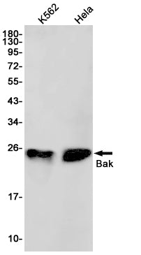 Anti-Bak Rabbit Monoclonal Antibody