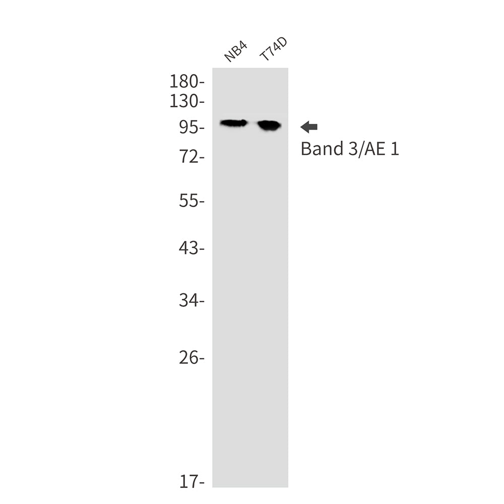 Anti-Band 3 Rabbit Monoclonal Antibody
