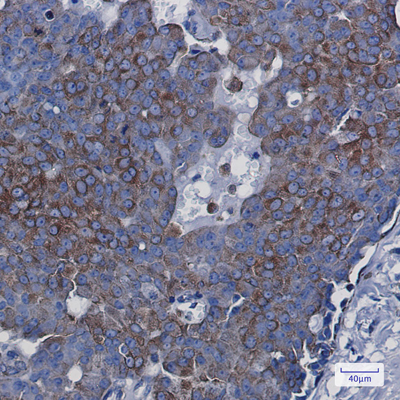 Anti-BAP31 Rabbit Monoclonal Antibody