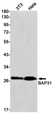 Anti-BAP31 Rabbit Monoclonal Antibody