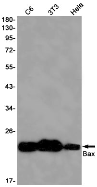 Anti-Bax Rabbit Monoclonal Antibody