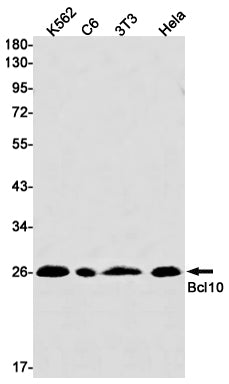 Anti-Bcl10 Rabbit Monoclonal Antibody