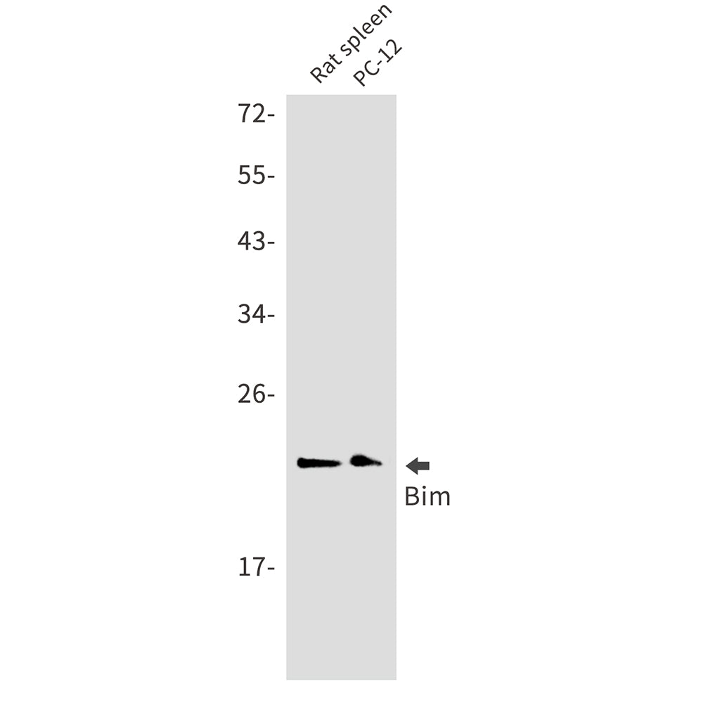 Anti-Bim Rabbit Monoclonal Antibody