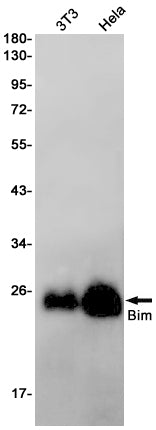 Anti-Bim Rabbit Monoclonal Antibody