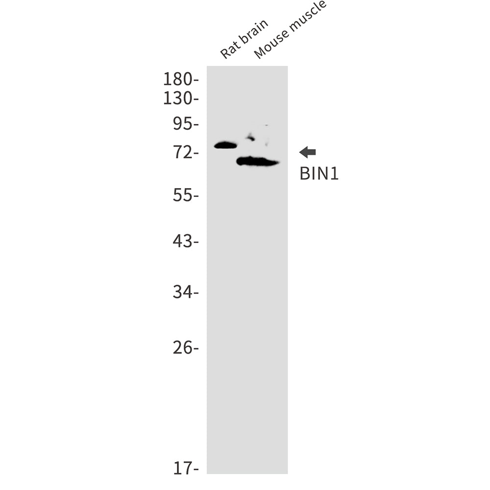 Anti-BIN1 Rabbit Monoclonal Antibody