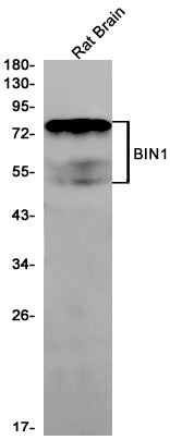 Anti-BIN1 Rabbit Monoclonal Antibody
