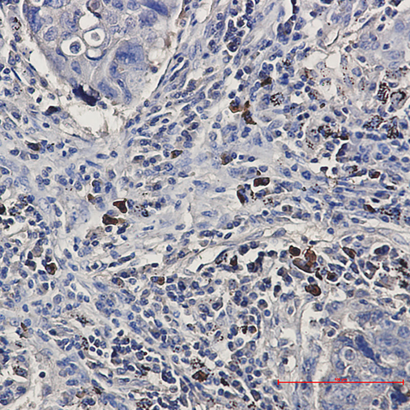 Anti-BNIP3L Rabbit Monoclonal Antibody