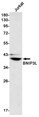 Anti-BNIP3L Rabbit Monoclonal Antibody
