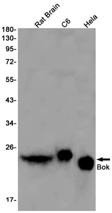 Anti-Bok Rabbit Monoclonal Antibody