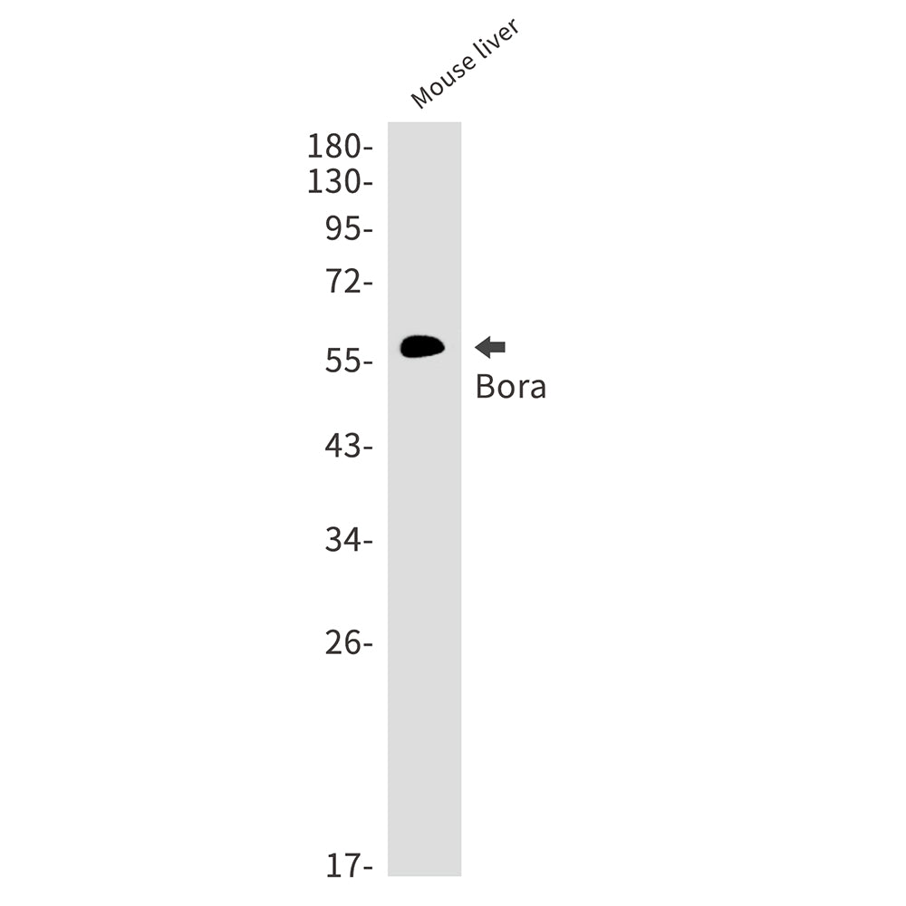 Anti-Bora Rabbit Monoclonal Antibody