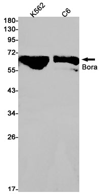 Anti-Bora Rabbit Monoclonal Antibody