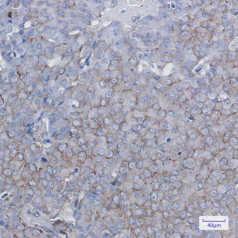 Anti-BTF3 Rabbit Monoclonal Antibody