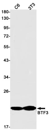 Anti-BTF3 Rabbit Monoclonal Antibody
