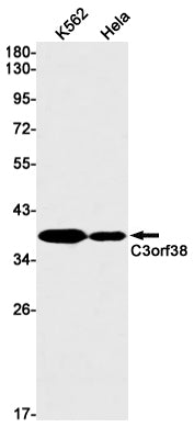 Anti-C3orf38 Rabbit Monoclonal Antibody