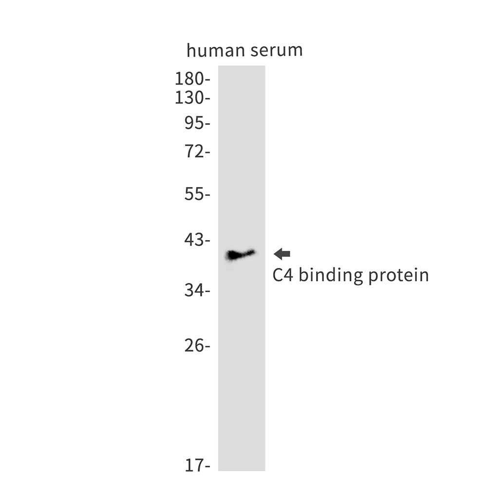 Anti-C4 Binding Protein Rabbit Monoclonal Antibody