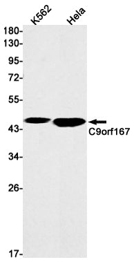 Anti-C9orf167 Rabbit Monoclonal Antibody