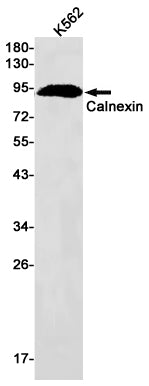 Anti-Calnexin Rabbit Monoclonal Antibody