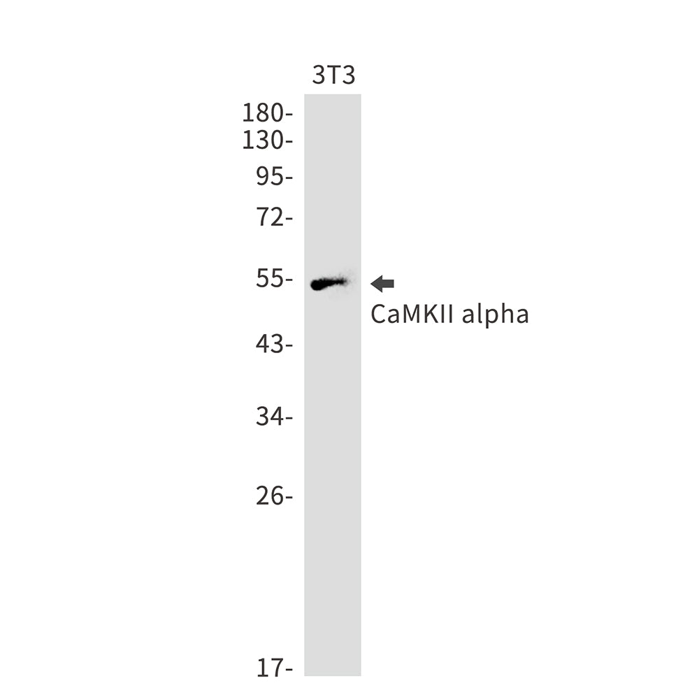 Anti-CaMKII alpha Rabbit Monoclonal Antibody