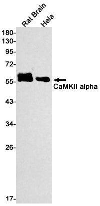 Anti-CaMKII alpha Rabbit Monoclonal Antibody