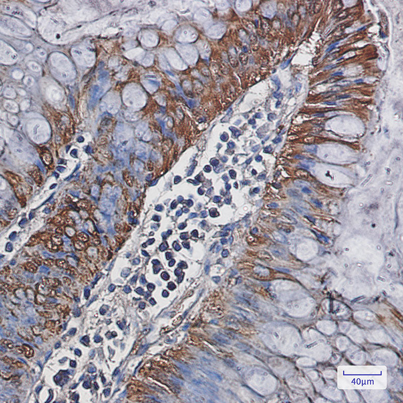 Anti-Carbonic Anhydrase 1 Rabbit Monoclonal Antibody