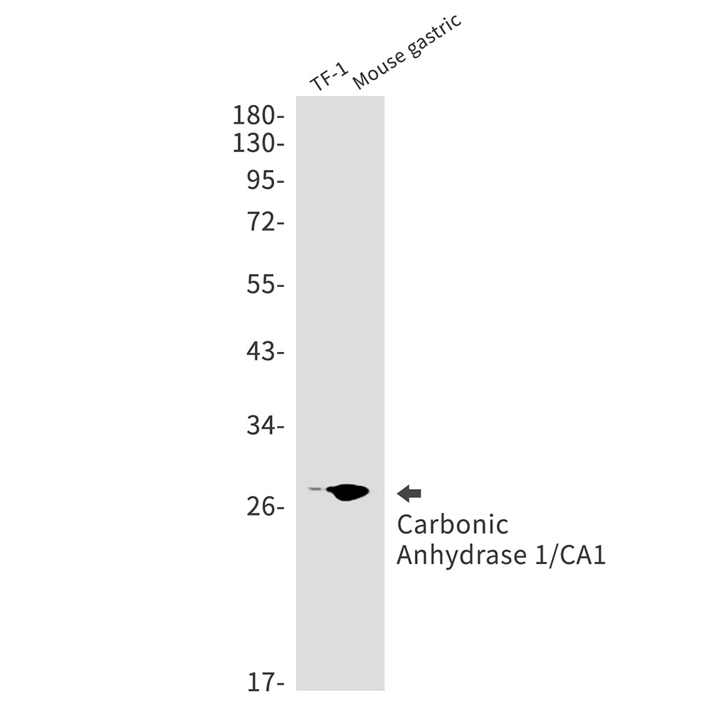 Anti-Carbonic Anhydrase 1 Rabbit Monoclonal Antibody