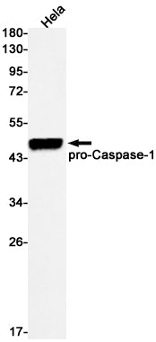 Anti-Caspase 1 Rabbit Monoclonal Antibody