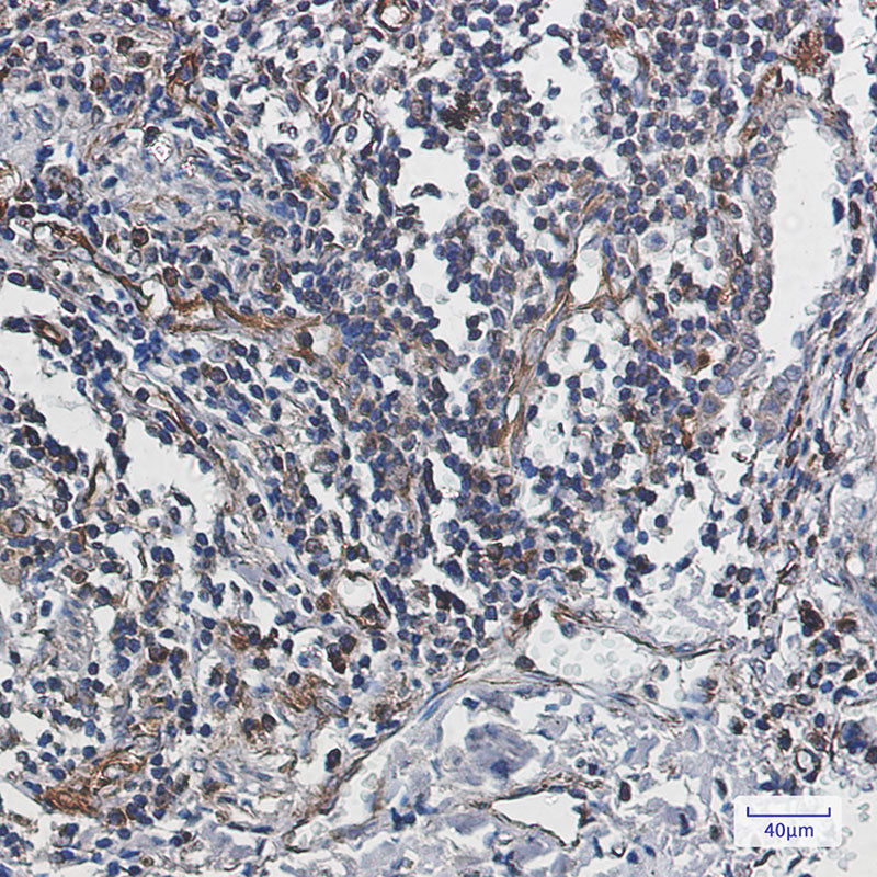 Anti-Caspase 10 Rabbit Monoclonal Antibody