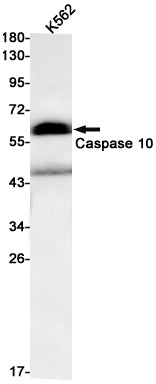 Anti-Caspase 10 Rabbit Monoclonal Antibody