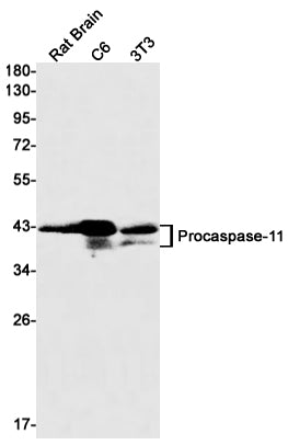 Anti-Caspase 11 Rabbit Monoclonal Antibody