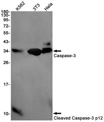 Anti-Cleaved-Caspase 3 p12 Rabbit Monoclonal Antibody