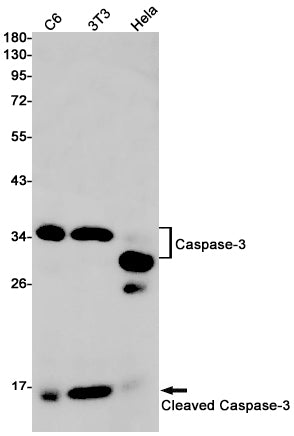 Anti-Cleaved-Caspase 3 p17 Rabbit Monoclonal Antibody