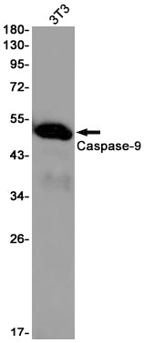 Anti-Caspase 9 Rabbit Monoclonal Antibody