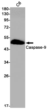 Anti-Caspase 9 Rabbit Monoclonal Antibody