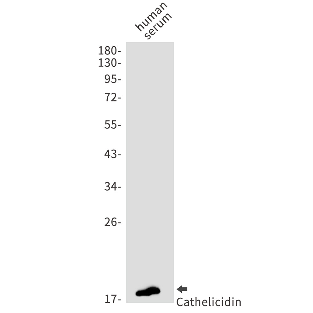 Anti-Cathelicidin Rabbit Monoclonal Antibody