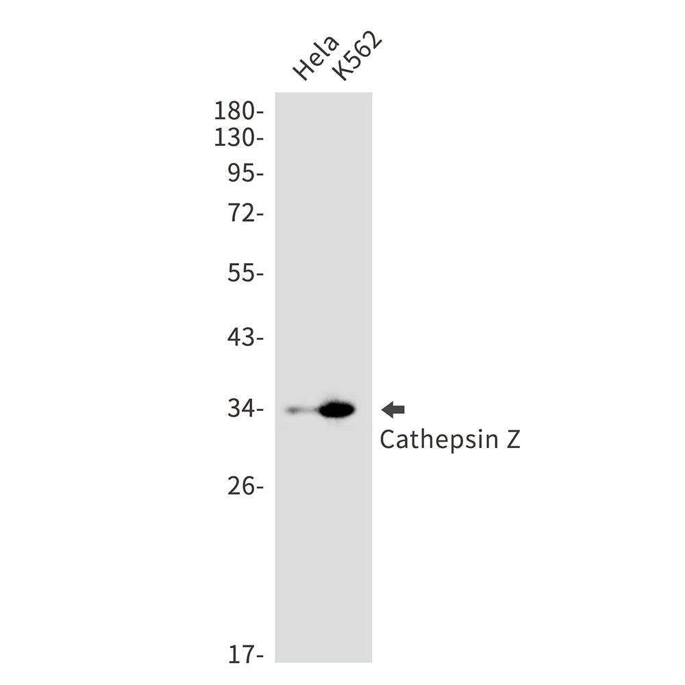 Anti-Cathepsin Z Rabbit Monoclonal Antibody