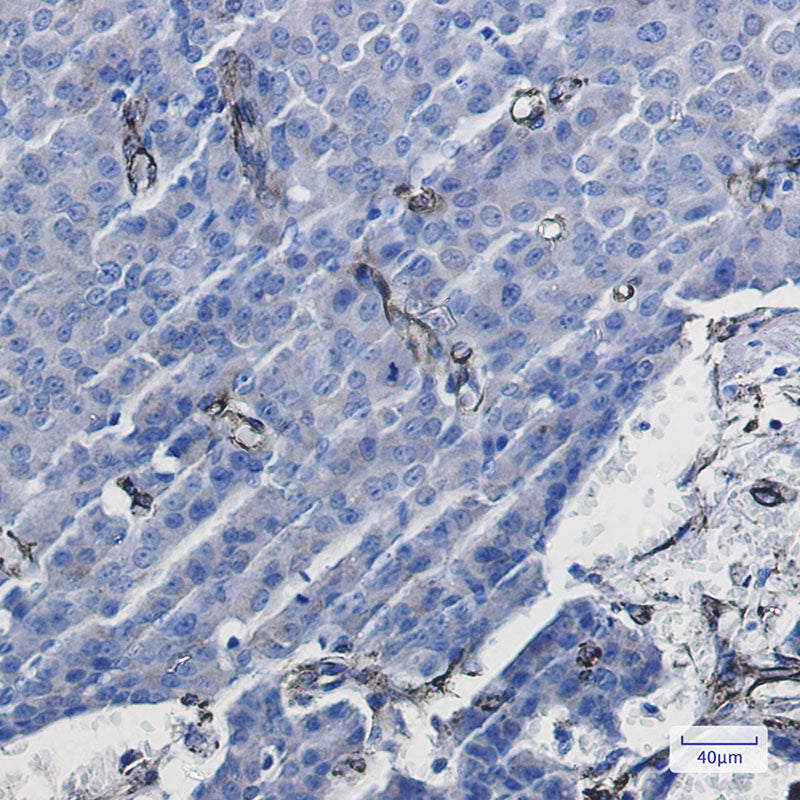 Anti-Caveolin 1 Rabbit Monoclonal Antibody