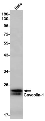 Anti-Caveolin 1 Rabbit Monoclonal Antibody