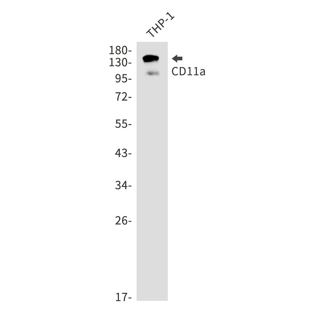 Anti-Integrin alpha L Rabbit Monoclonal Antibody