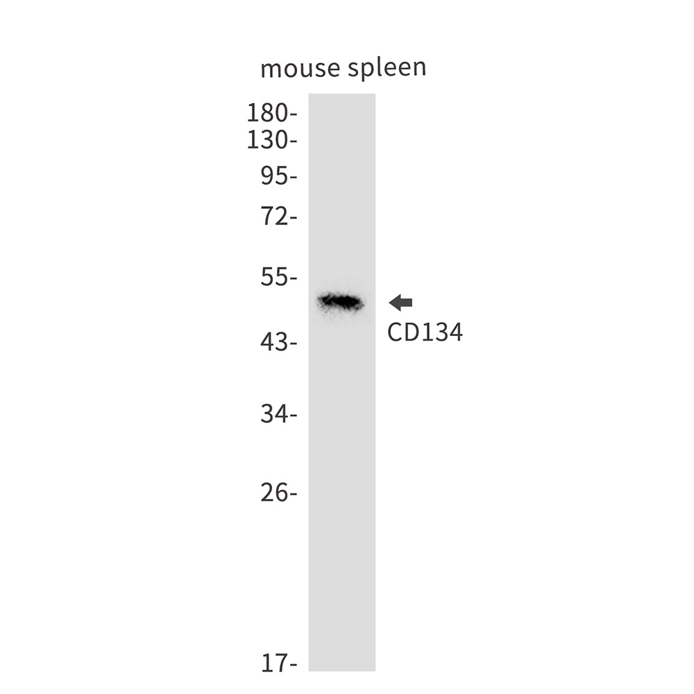 Anti-CD134/OX40L Recepter Rabbit Monoclonal Antibody