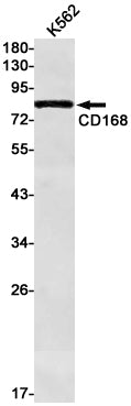 Anti-CD168 Rabbit Monoclonal Antibody