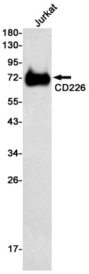 Anti-CD226 Rabbit Monoclonal Antibody